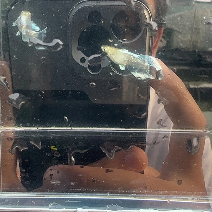 青鳉祖母绿丝绸1公1母