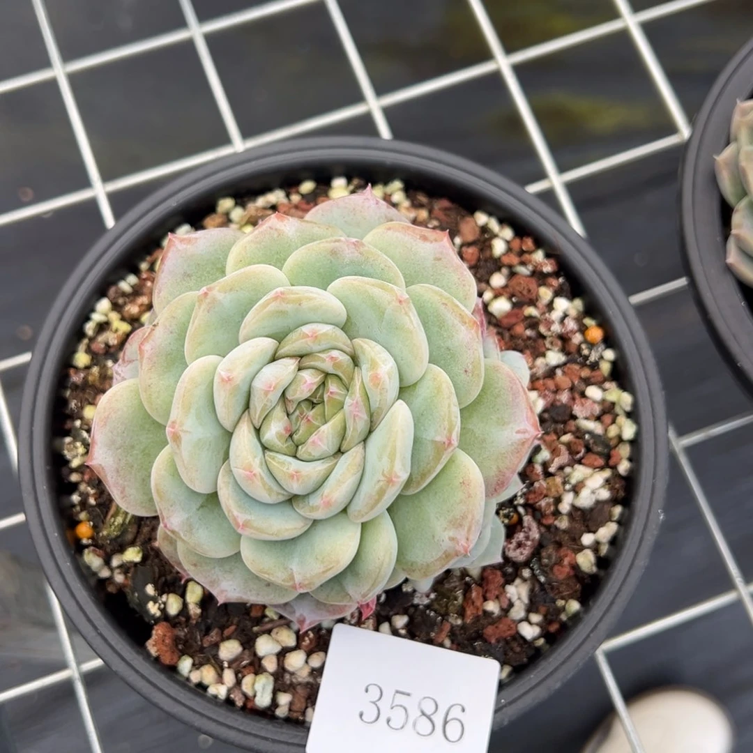 红*?3586肉肉肉肉肉肉