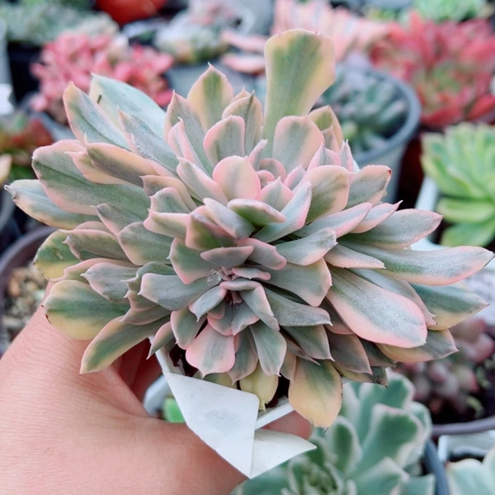 利比里亚锦缀多肉植物