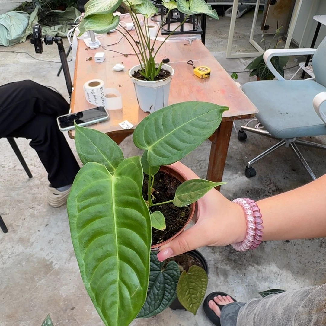 无花朵k*一物一拍V146