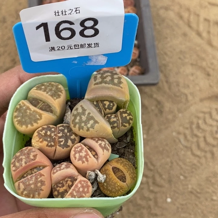 ?****168生石花小苗