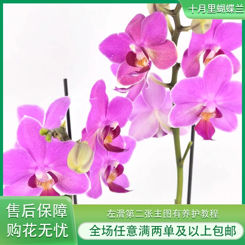 十月里蝴蝶兰【紫霞】带花带花苞发货