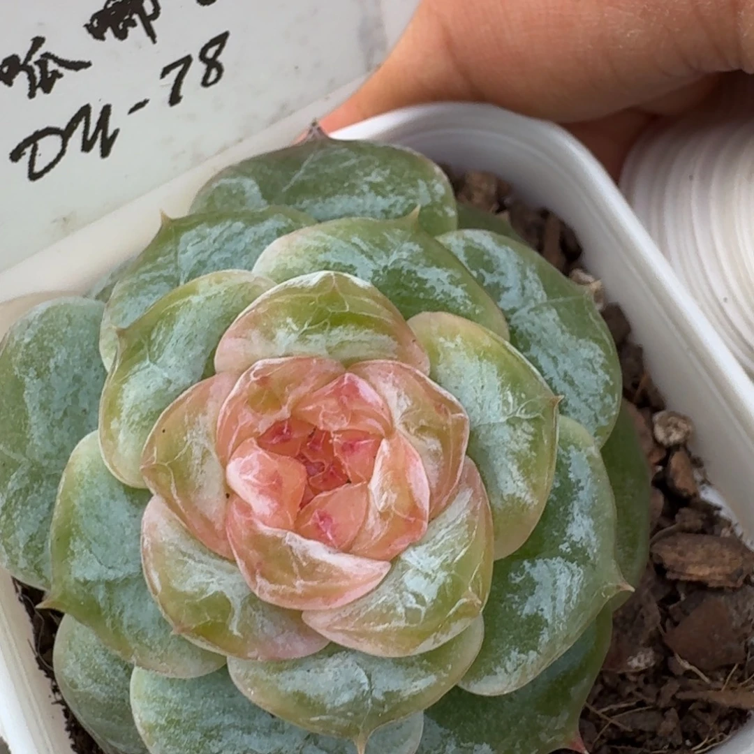 0927-078-小蜗牛单头