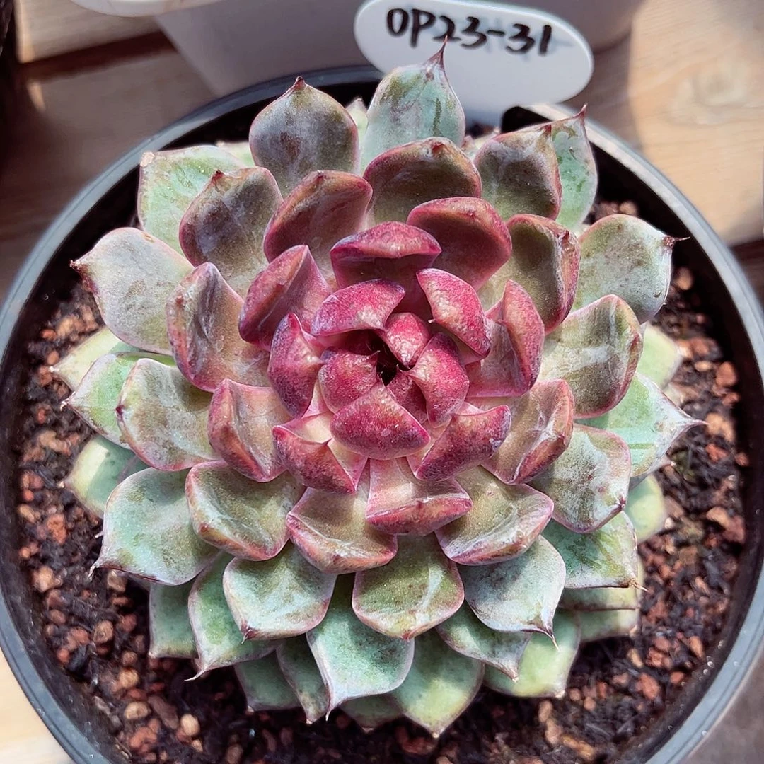 0923-31黑萝莉。。。