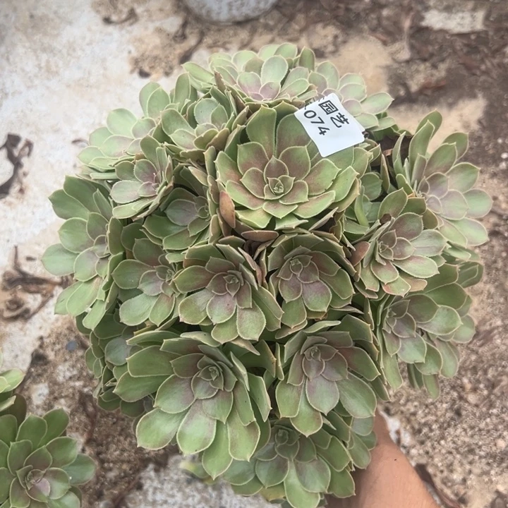 韶秀多肉植物074手捧