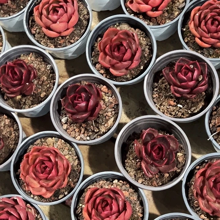 团103号。   单头血红灯