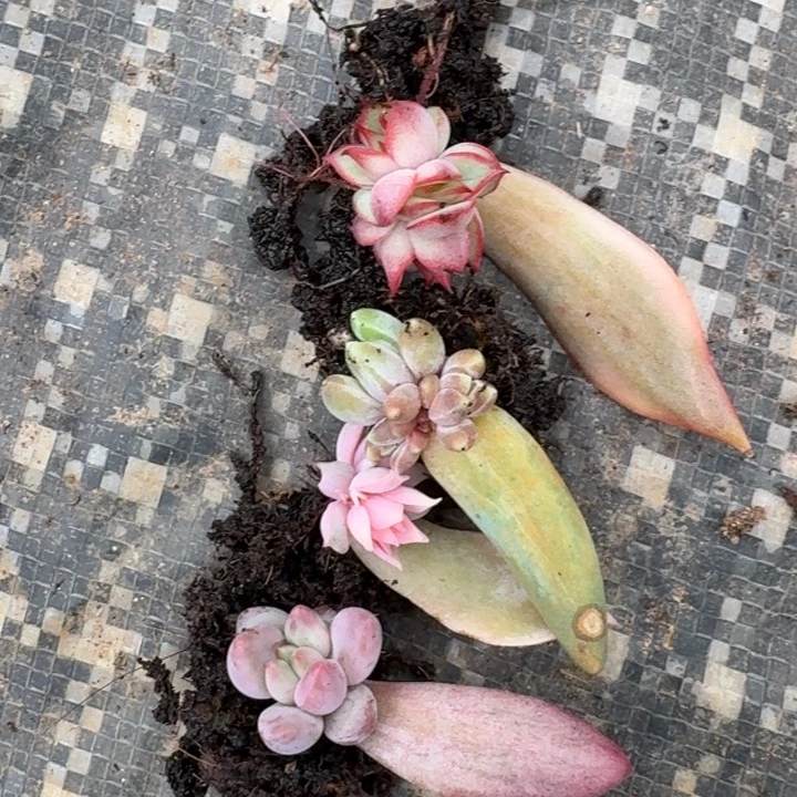 一组价格一物一拍