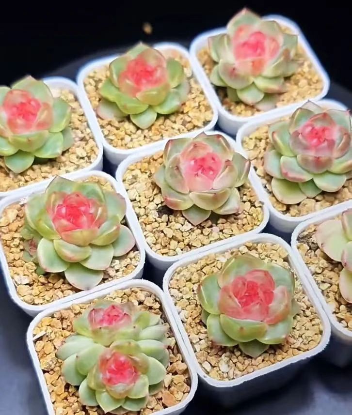 精品多肉、点翠珍妮、一物一拍、满十八包邮。