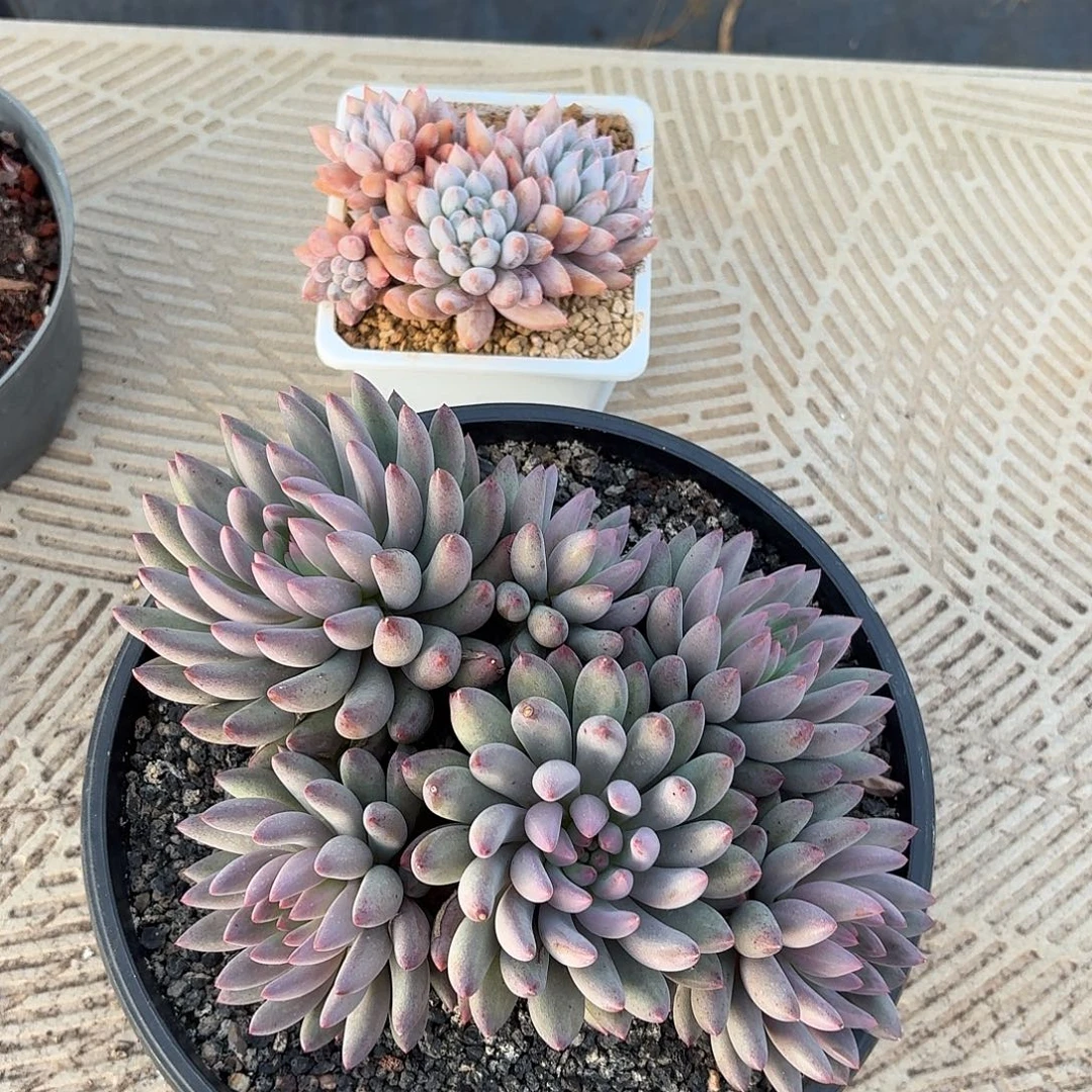 美人123456789900000000