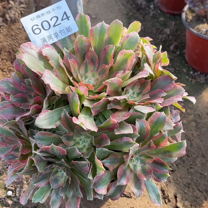 6024光辉的人多肉的