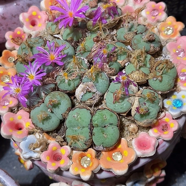 大型四头紫花饼一颗。