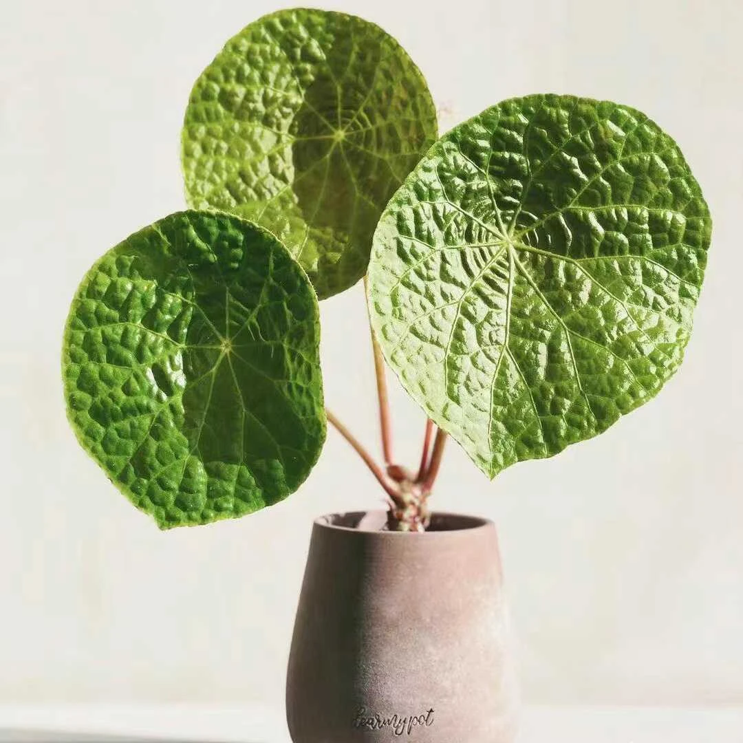 福寿秋海棠热带观叶植物室内阳台客厅好养盆栽绿植