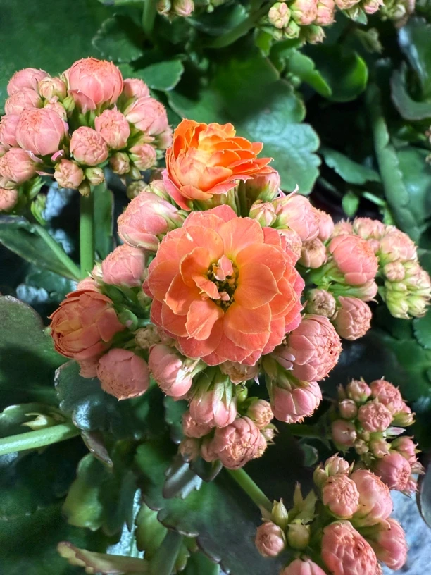 庄周梦蝶 开放度大 介意勿拍 开花 120盆 -【花财花卉】