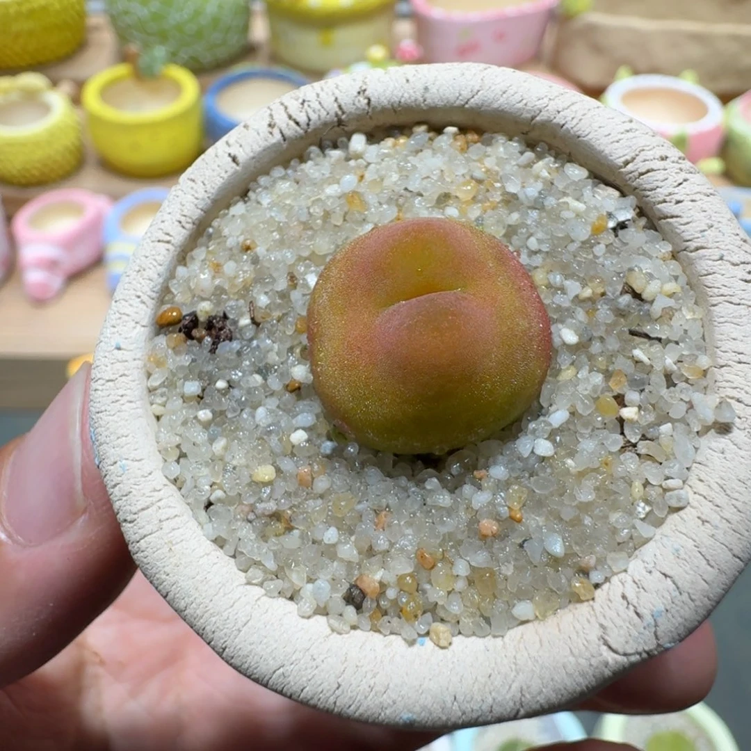 蘑菇217空卡佛空卡