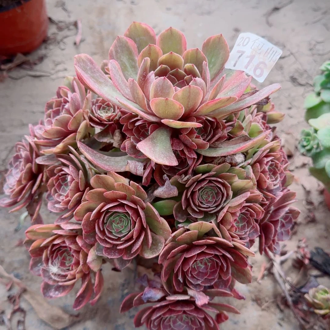 半夏多肉716满20包邮断枝不包