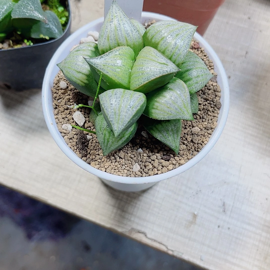 娜塔莉青蟹系列的