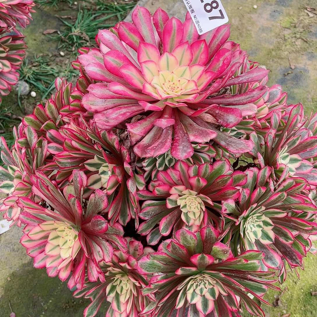 无花朵?****5多肉植物红同287