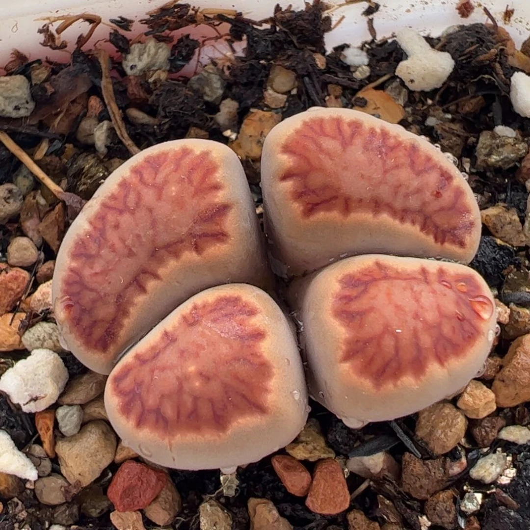 741多肉植物百科