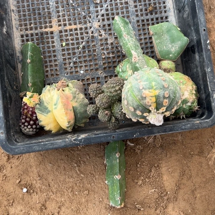 兜锦鸾锦象牙仙人球2006号