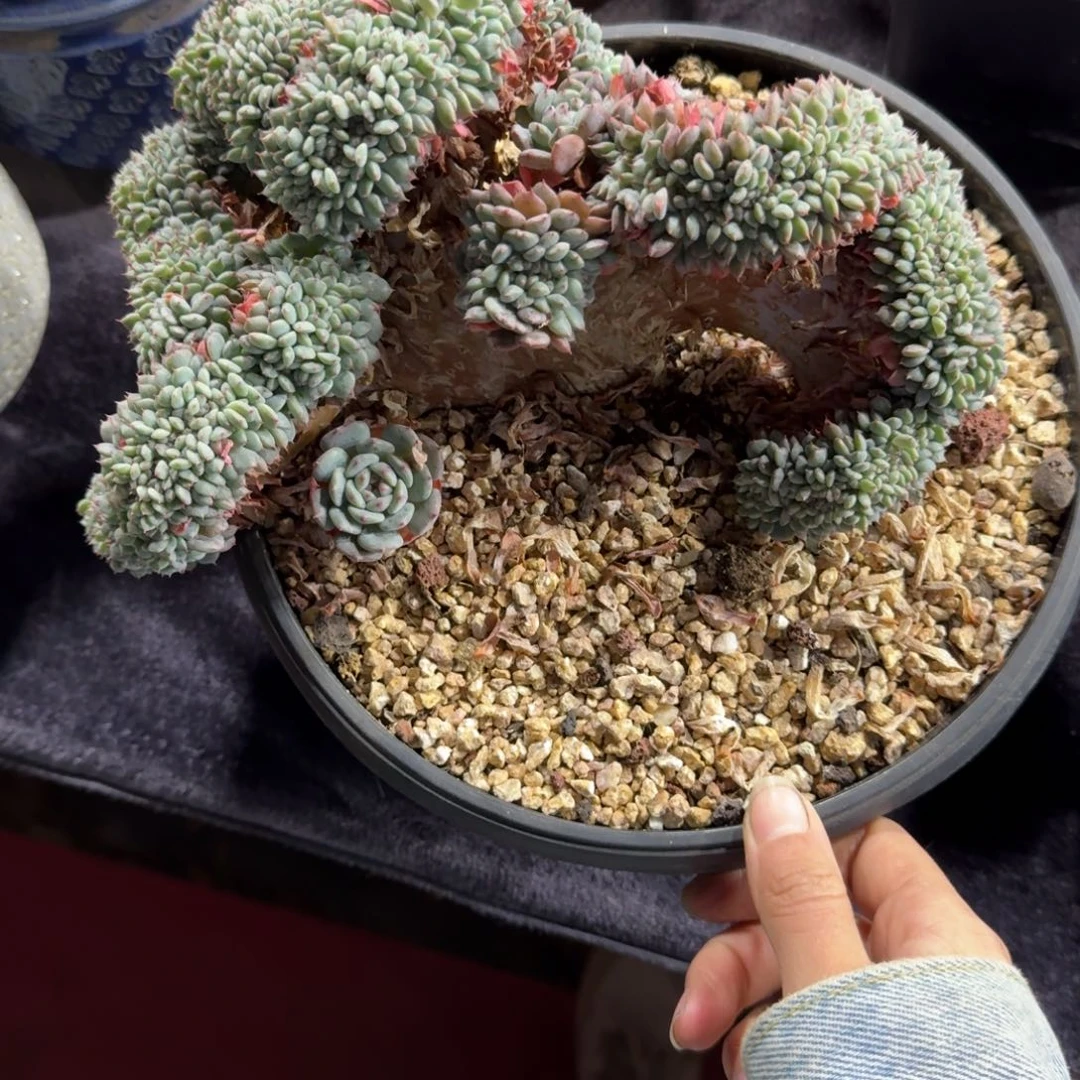 白胖子缀化一物一拍