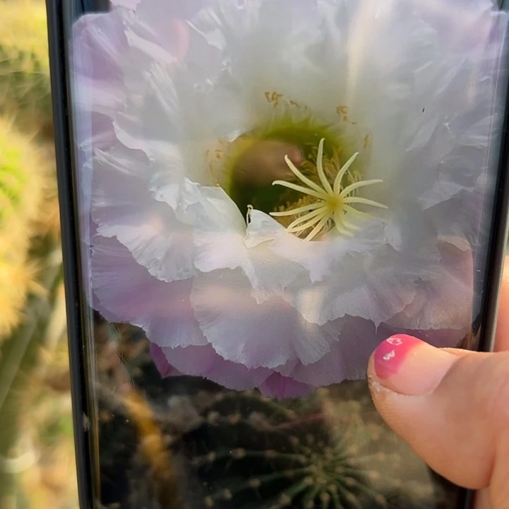 7毛白雪公主歪无根侧芽5公分左右20包邮