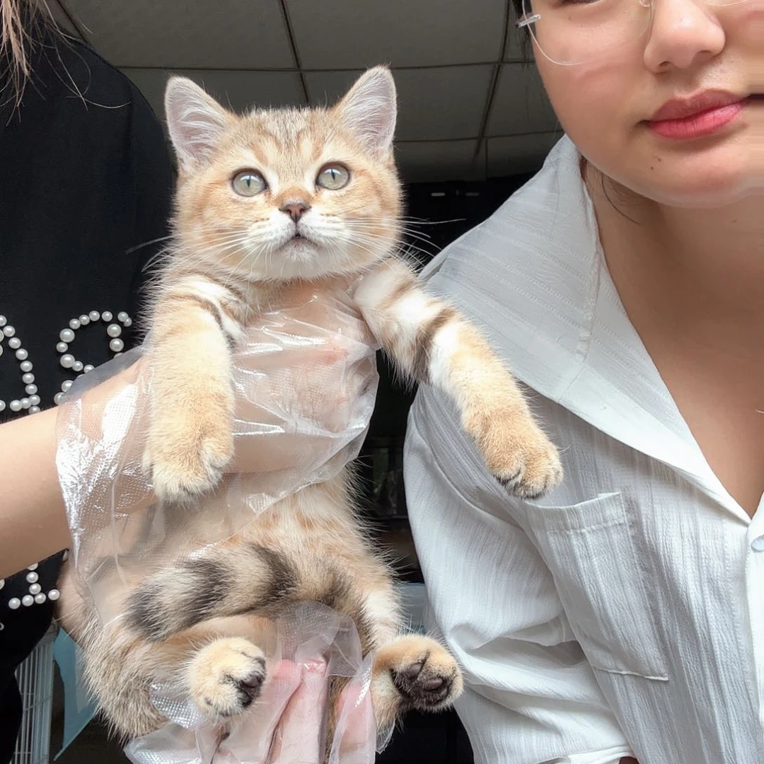 三花妹妹 两针疫苗金虎斑妹妹 一针