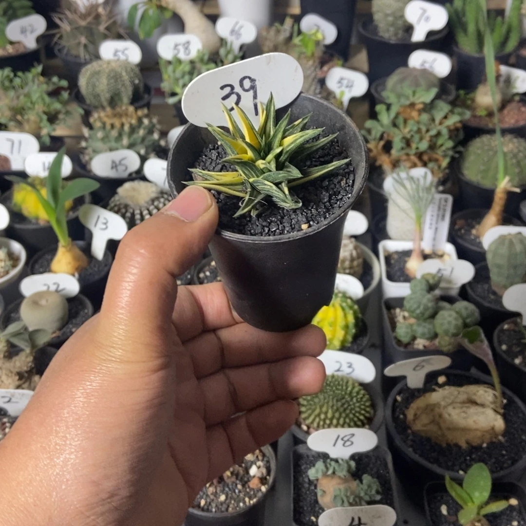 象牙塔锦一物一拍
