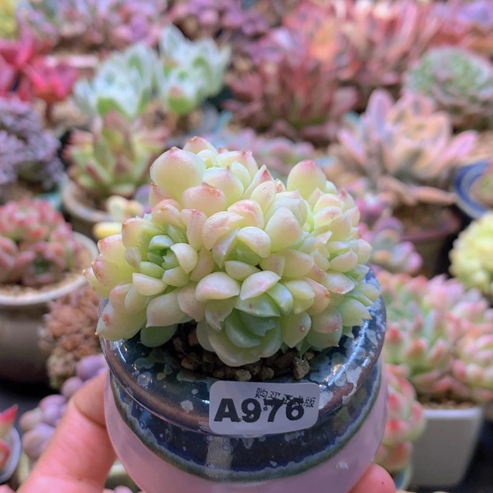 一物一拍含盆土满38包邮A976
