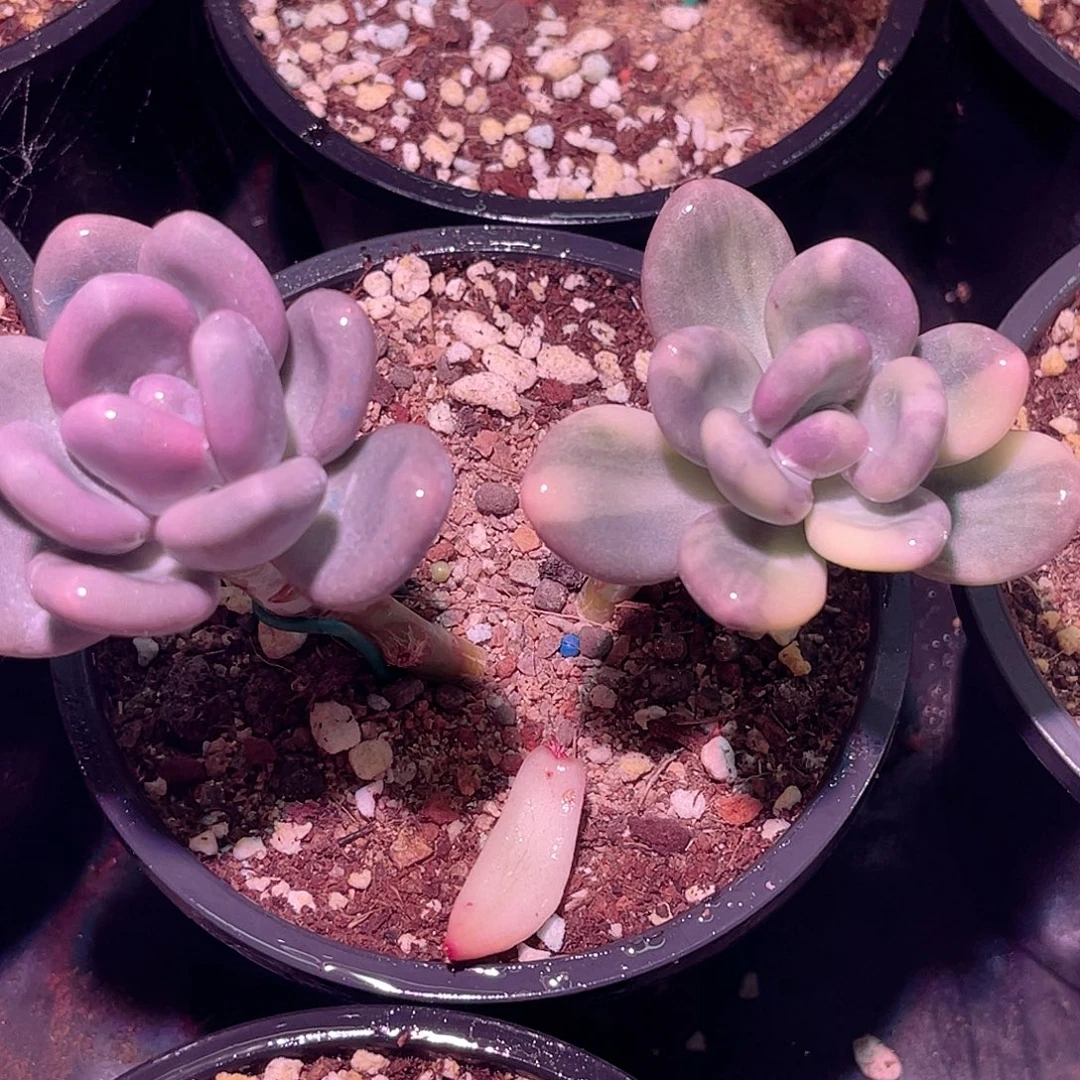 尚品园艺韩版福利奶酪锦老桩