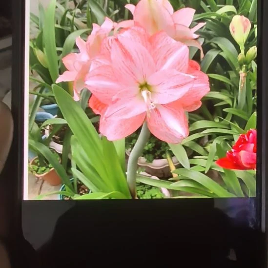 当前无花栽培后可以开花桃花劫5厘米裸根球