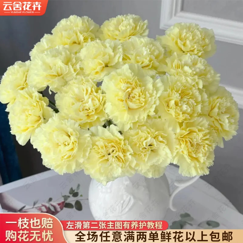 【云舍花卉】【奶油柠檬】康乃馨 任意满两单及以上鲜花包邮