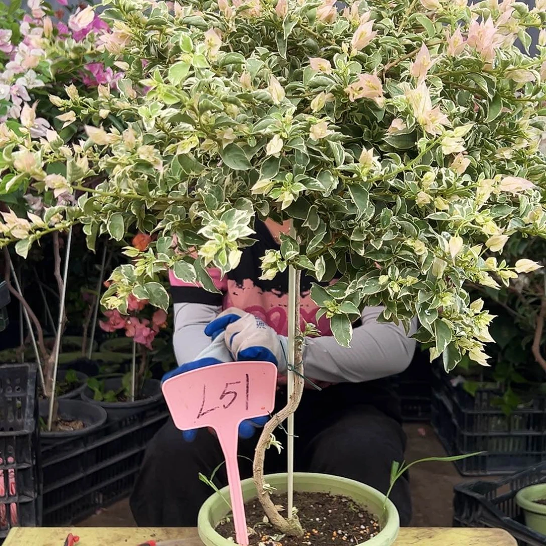 我***亮大部分花苞少量开放L51少女心