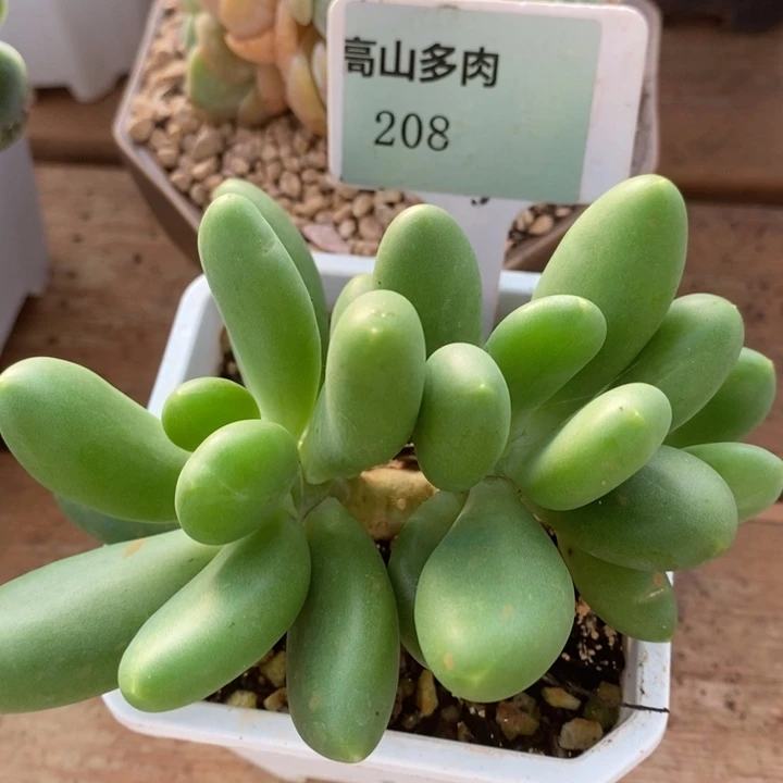 D208- 直播福利 芒果奶