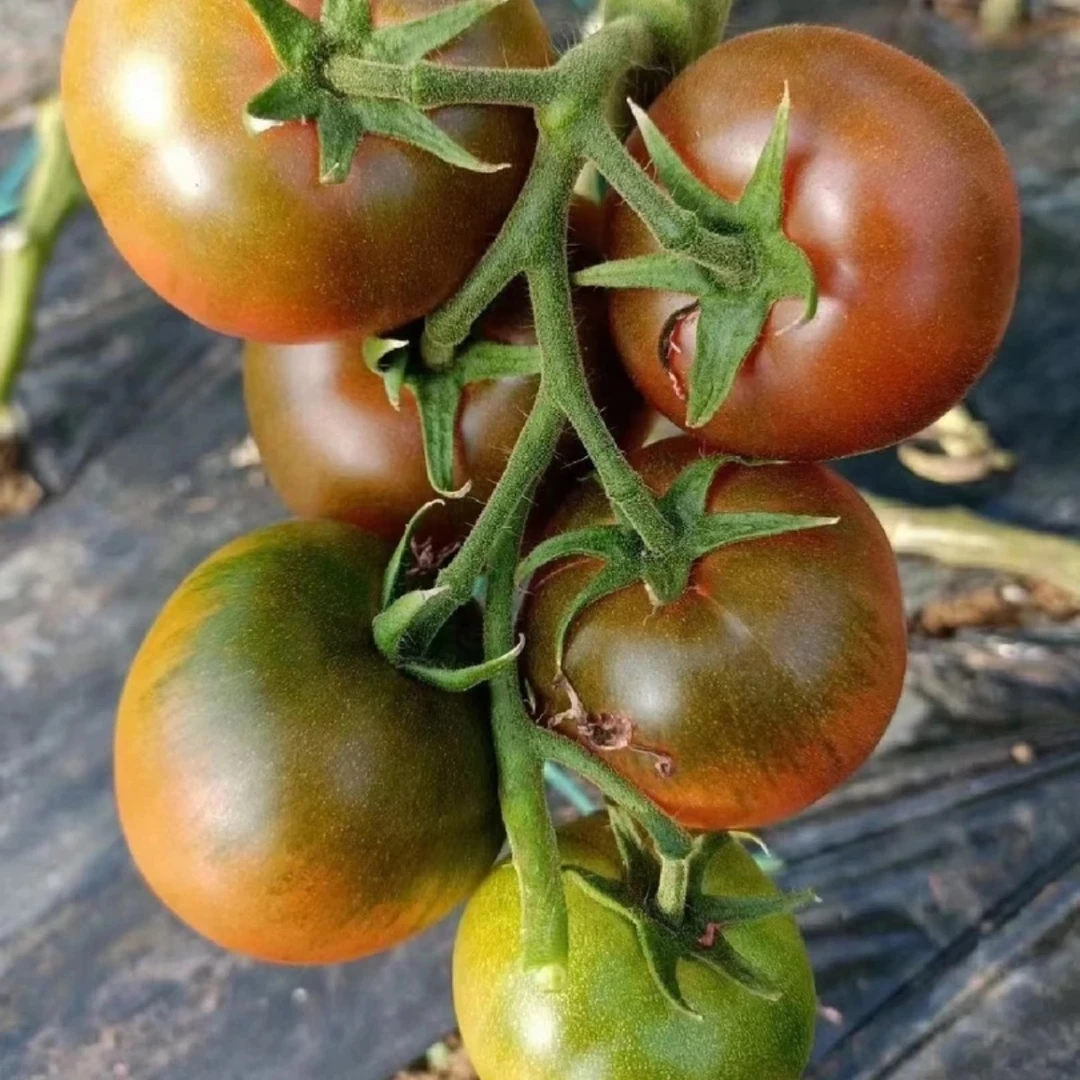 正宗盘锦碱地柿子！中果五斤装！送礼优选