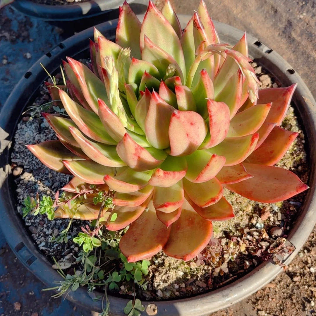 超级弗兰克    18        2