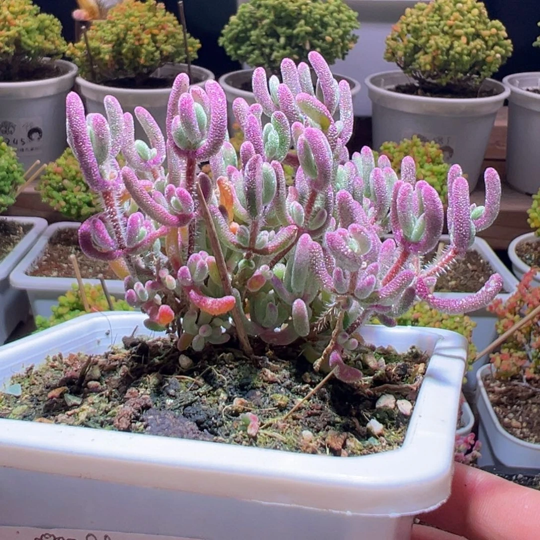 044紫闪光一物一拍带盆土发货