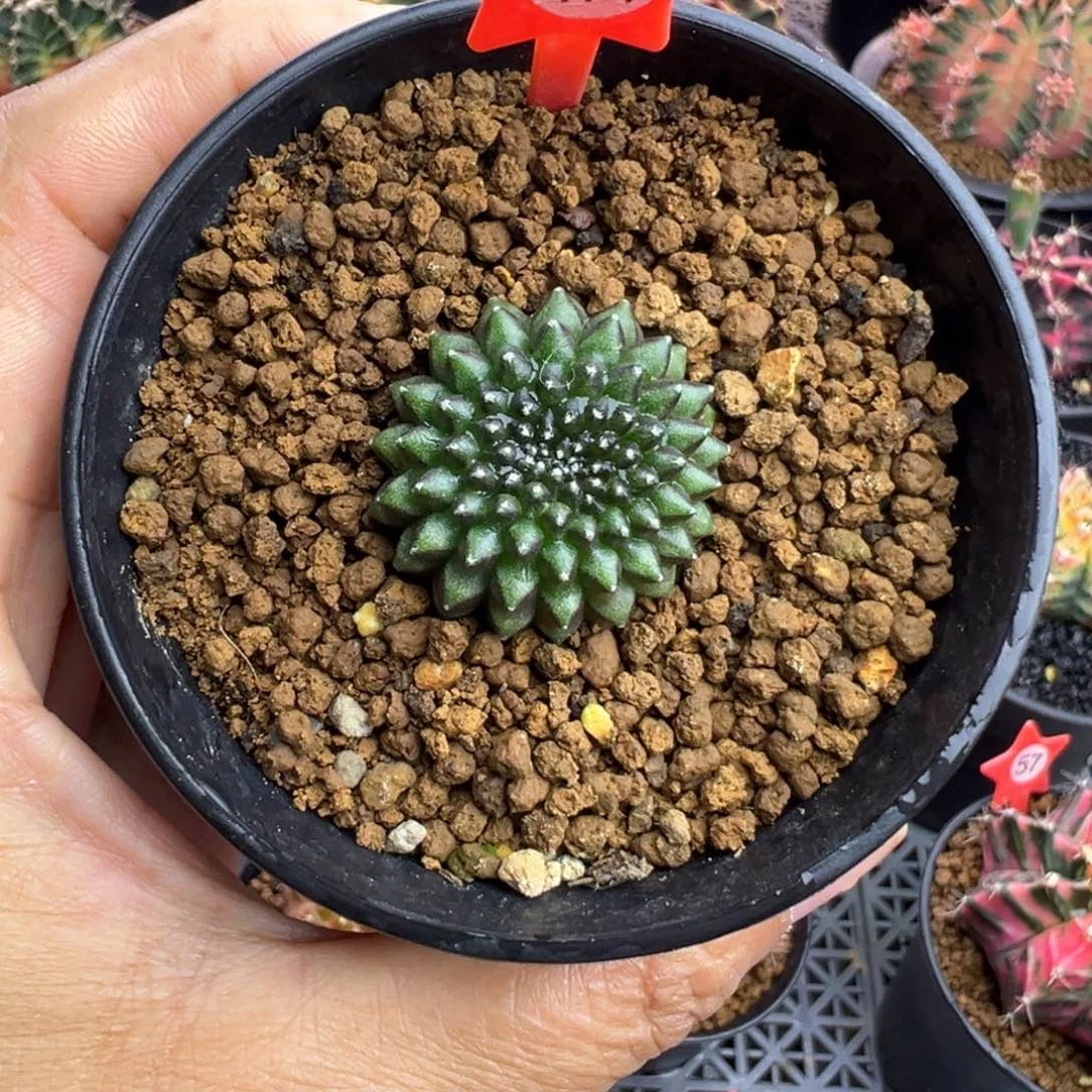 1-171绿貘实生带盆土发货3厘米