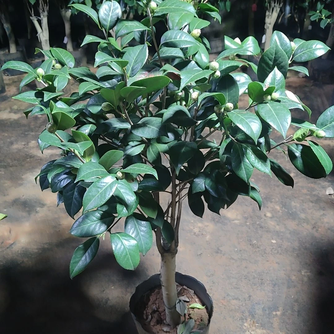 全部花苞三品混接不包邮