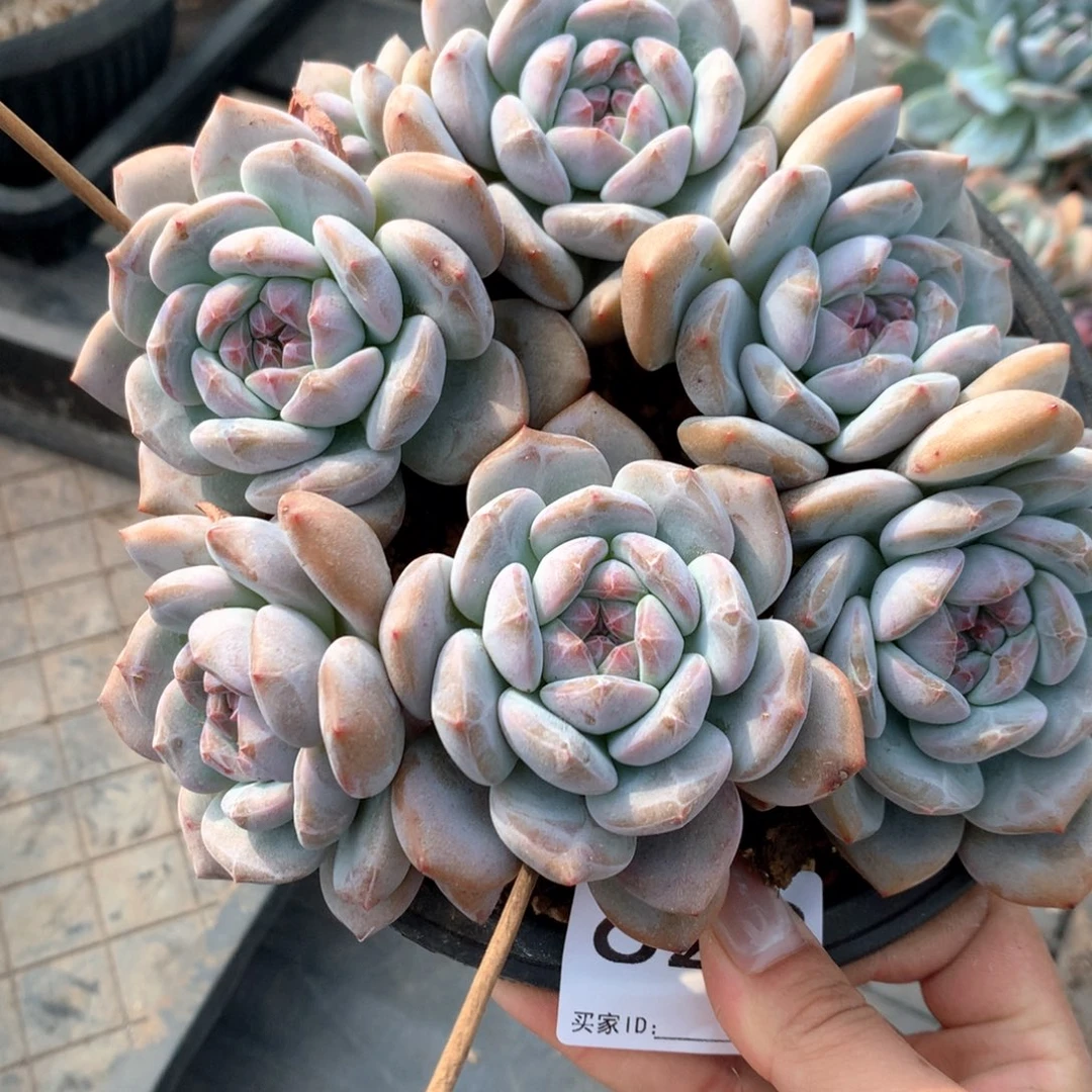 娟***子#622 售后范围：签收起7天内，不拍冷链不售后