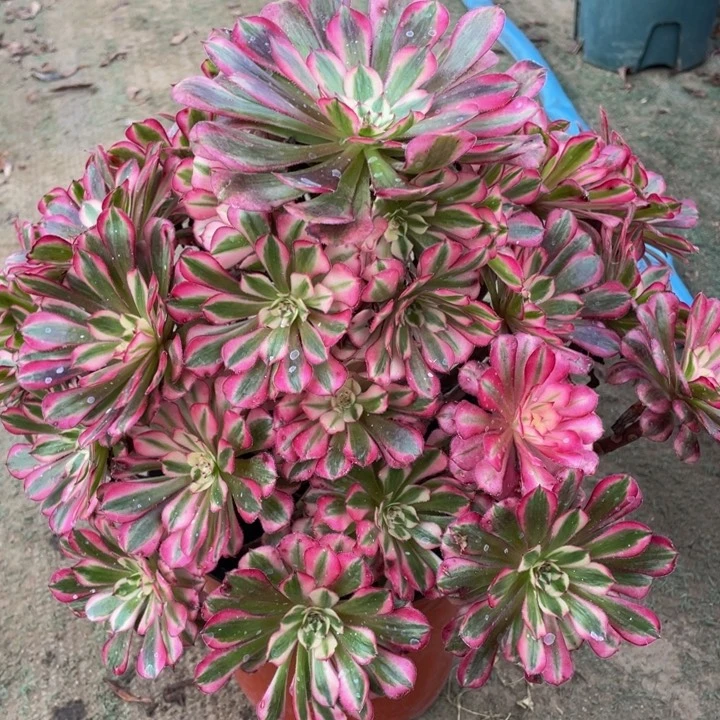 430红铜白精品法师多肉