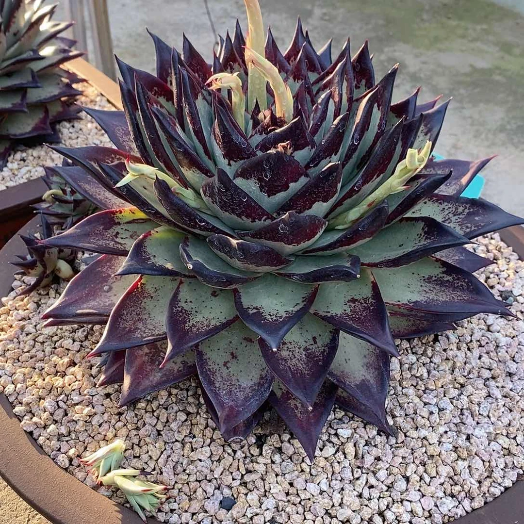 抖****5在家里面的时候也会d