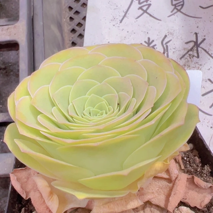 1119 裸根不带土发货不包损