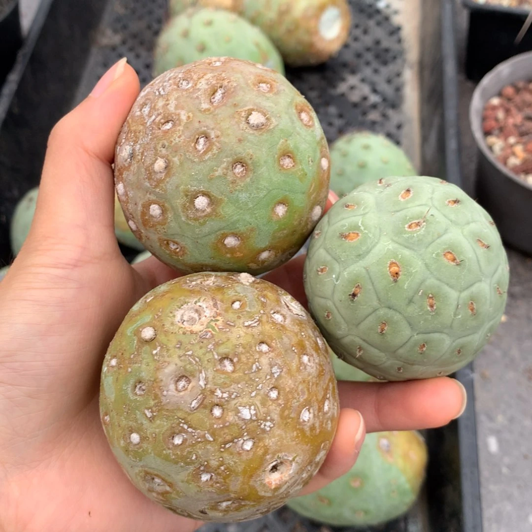 哥*了仙人球仙人球仙人球仙人球