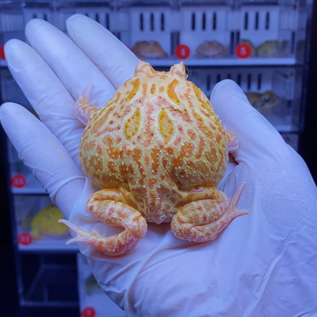 T***室角蛙角蛙3-10cm闪购专享链接