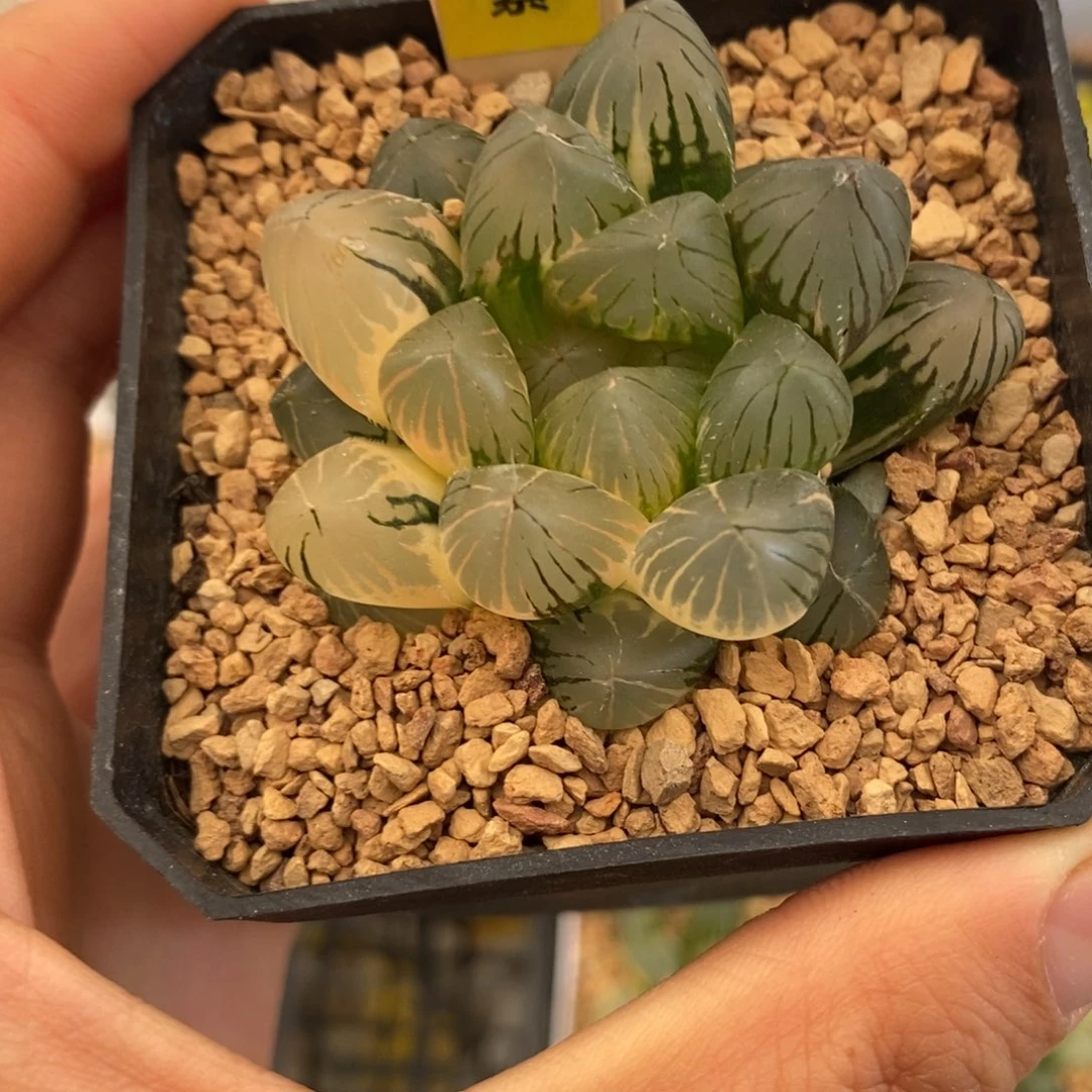 571龙爪玉露多肉植物