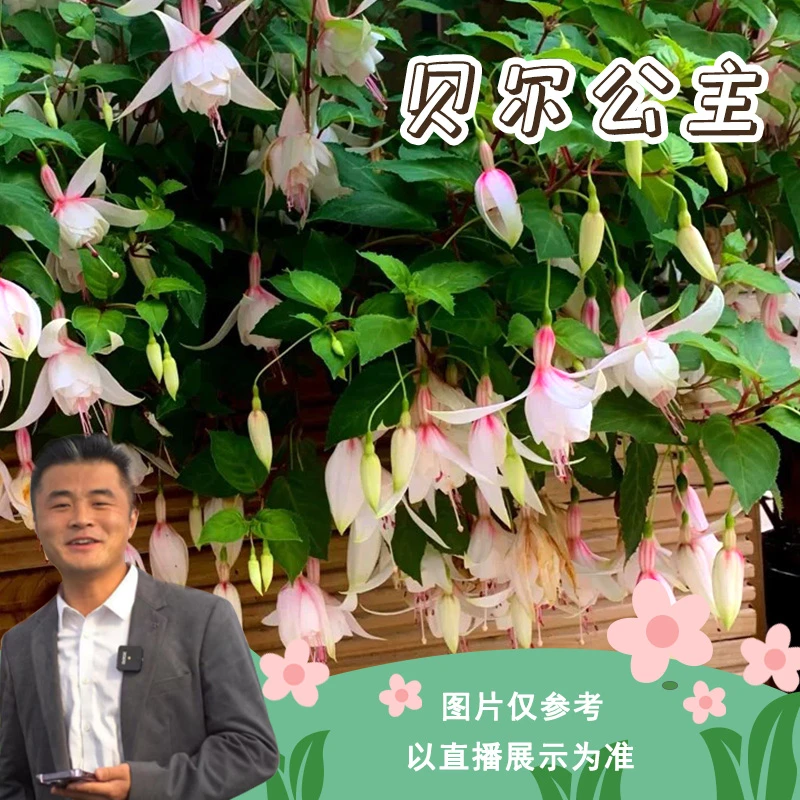 贝尔公主倒挂金钟盆栽地栽阳台庭院客厅