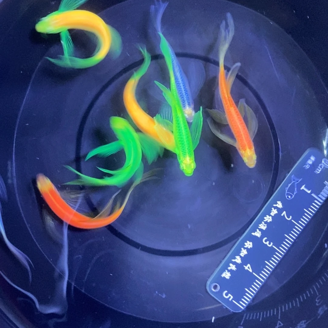 斑马鱼蝶翼斑马3.5-4厘米8条