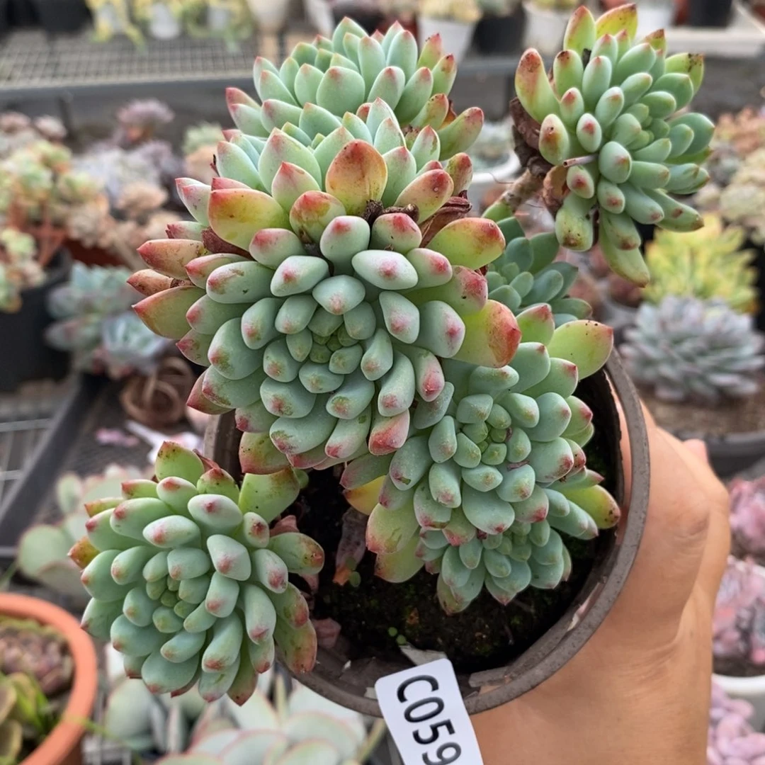 5904蓝苹果一物一拍