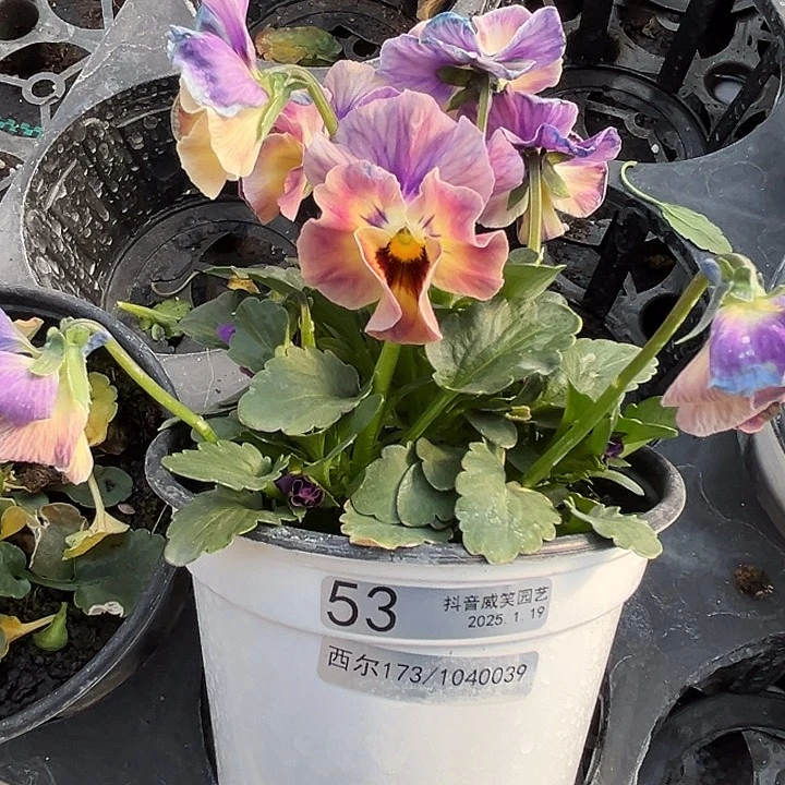 红陶抖音直播间闪拍53