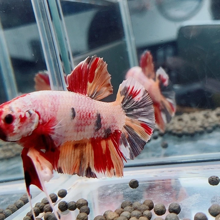 斗鱼黑225号巨斗将军